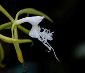 Chicken-feather orchid(Epidendrum ciliare)