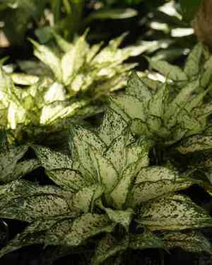 Aglaonema costatum(Aglaonema costatum)