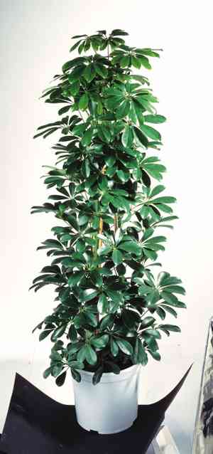 Octopus tree(Schefflera actinophylla)