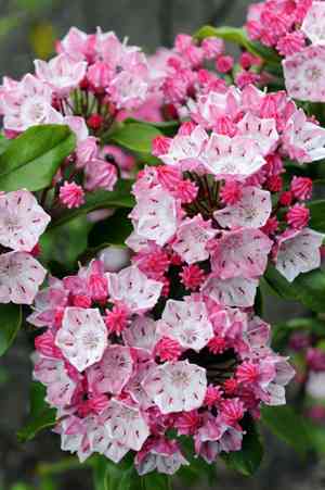Mountain laurel(Kalmia latifolia)