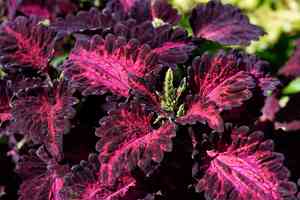 Common coleus(Coleus scutellarioides)