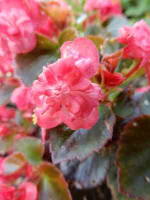 Wax begonia(Begonia cucullata)