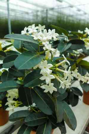 Madagascar jasmine(Stephanotis floribunda)