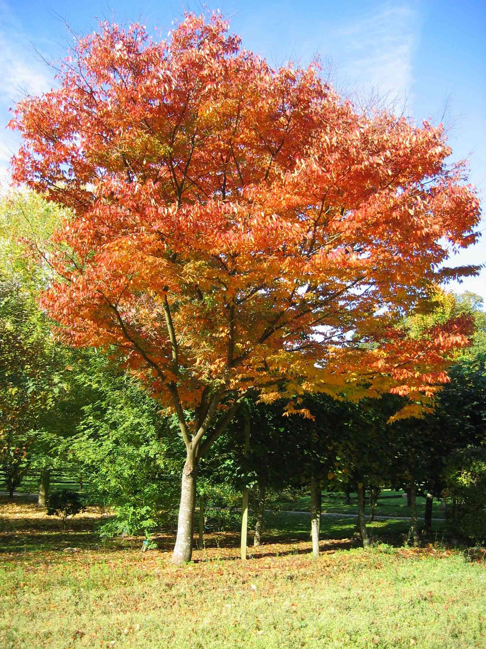 Japanese zelkova(Zelkova serrata)