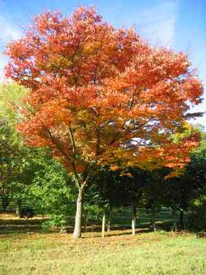 Japanese zelkova(Zelkova serrata)