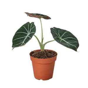 Alocasia reginula(Alocasia reginula)
