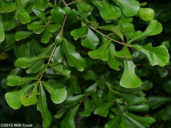 Water oak