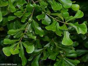 Water oak(Quercus nigra)