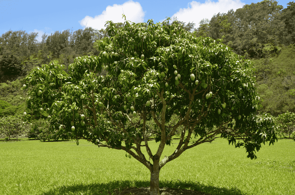 Mango tree(Mangifera indica)