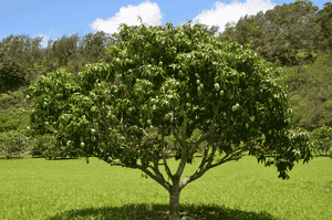 Mango tree(Mangifera indica)