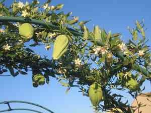 Araujia sericifera(Araujia sericifera)