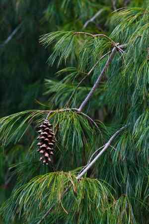 Eastern white pine(Pinus strobus)
