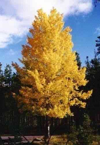 Quaking aspen(Populus tremuloides)