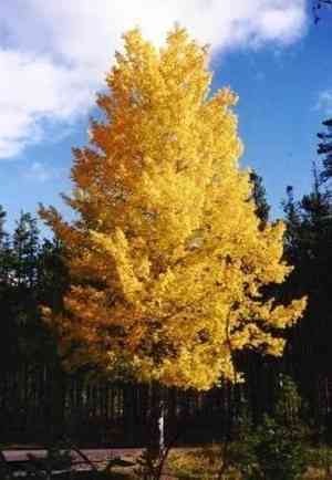 Quaking aspen(Populus tremuloides)