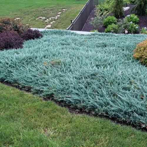Creeping juniper(Juniperus horizontalis)