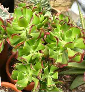 Tree stonecrop(Sedum dendroideum)