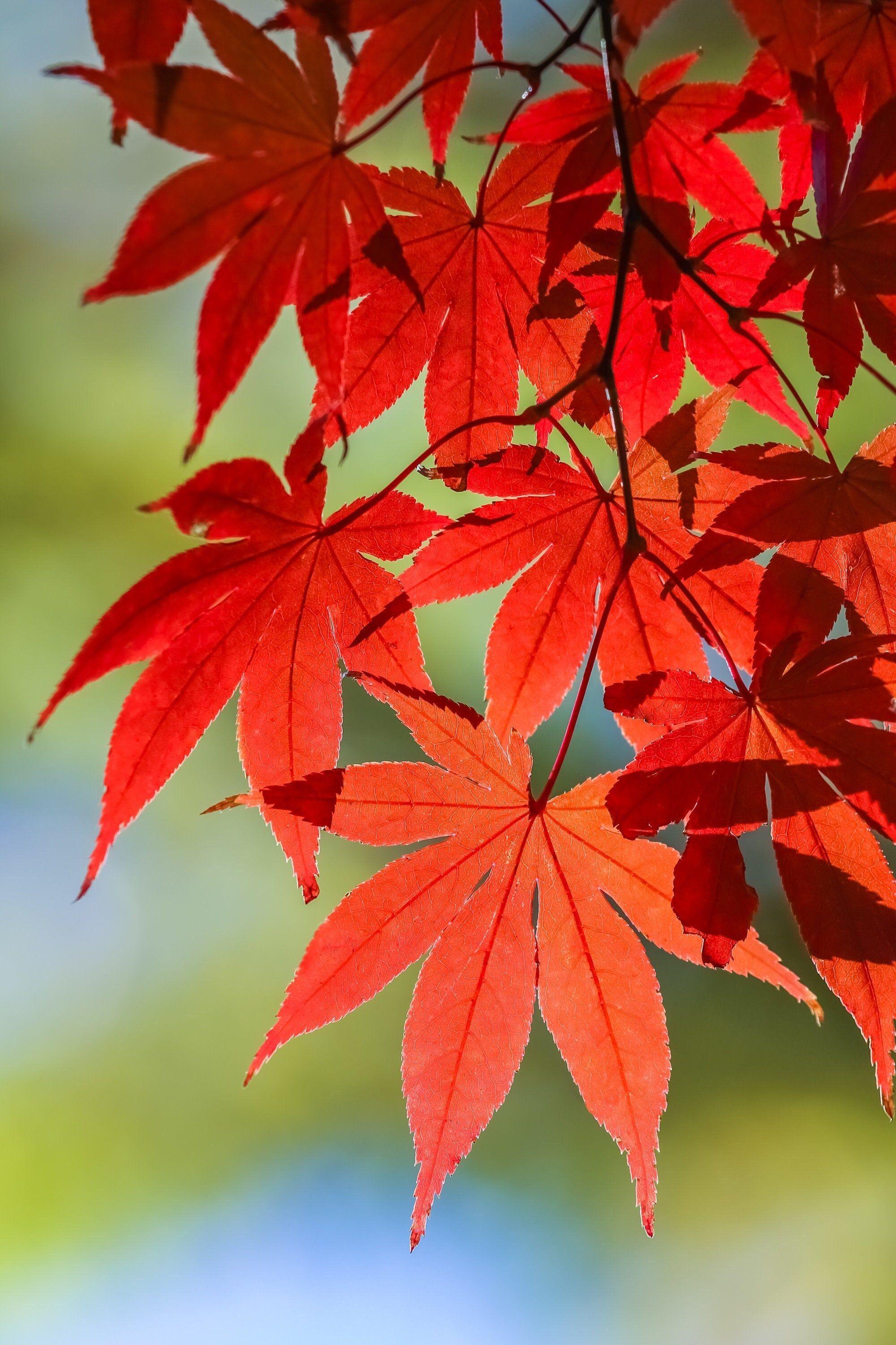 Japanese maple