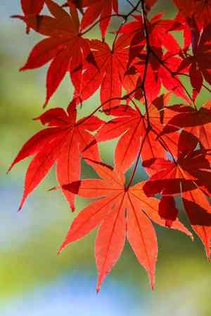 Japanese maple(Acer palmatum)