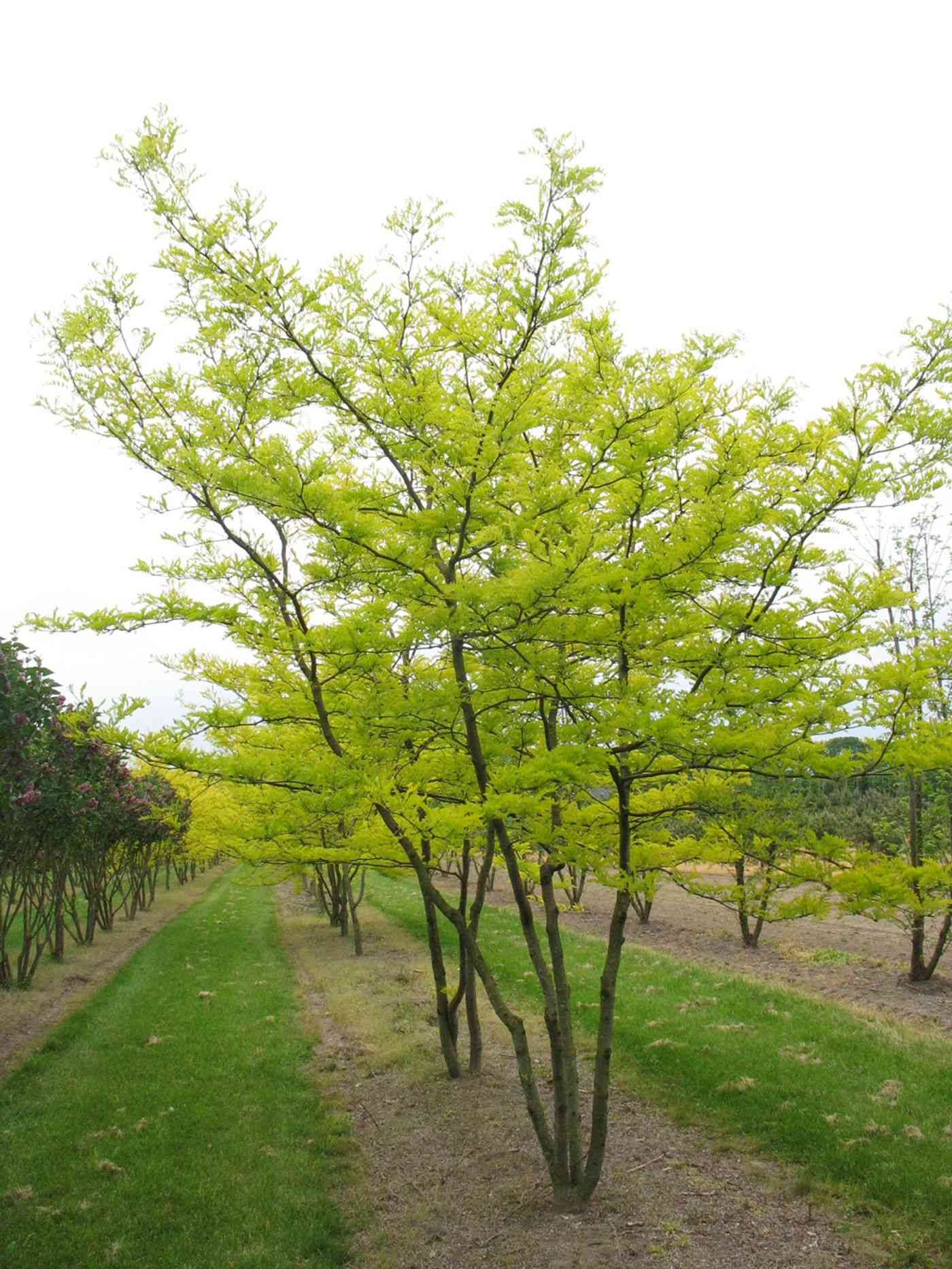 Honey locust(Gleditsia triacanthos)