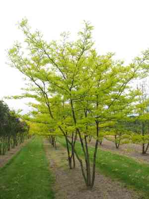 Honey locust(Gleditsia triacanthos)