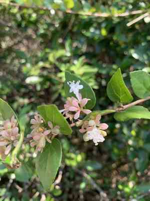 Chinese abelia(Abelia chinensis)
