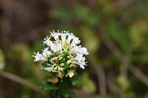 Chinese abelia(Abelia chinensis)