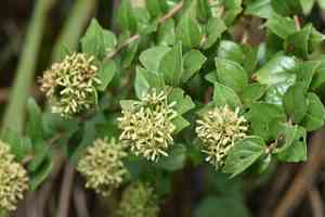 Chinese abelia(Abelia chinensis)