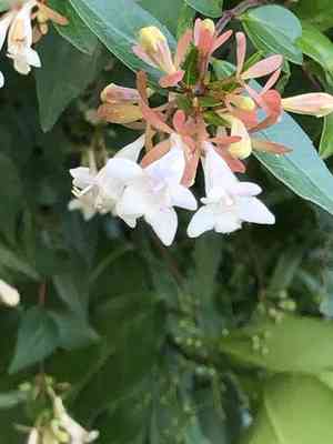 Abelia × grandiflora(Abelia × grandiflora)