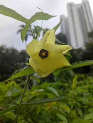 Musk okra(Abelmoschus moschatus)