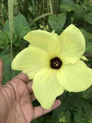 Musk okra(Abelmoschus moschatus)