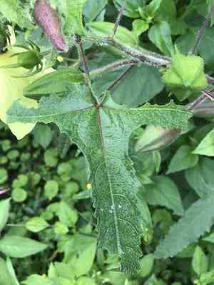 Musk okra(Abelmoschus moschatus)