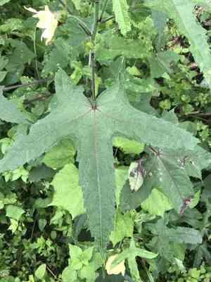 Musk okra(Abelmoschus moschatus)