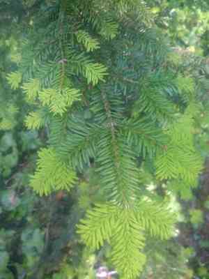 Pacific silver fir(Abies amabilis)