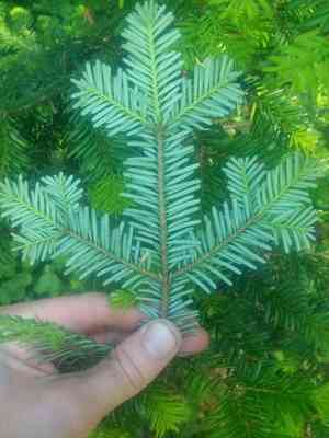 Pacific silver fir(Abies amabilis)