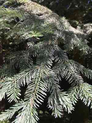 Pacific silver fir(Abies amabilis)