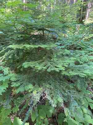 Pacific silver fir(Abies amabilis)