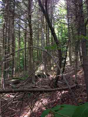 Balsam fir(Abies balsamea)
