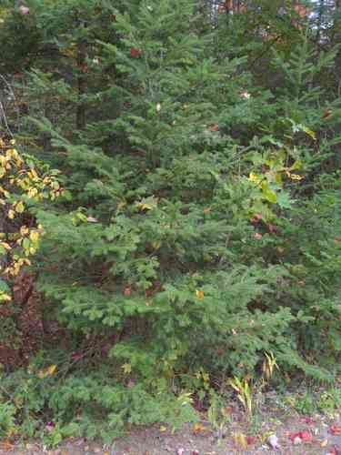 Balsam fir(Abies balsamea)