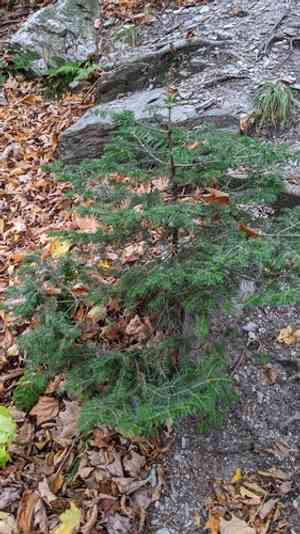 Balsam fir(Abies balsamea)