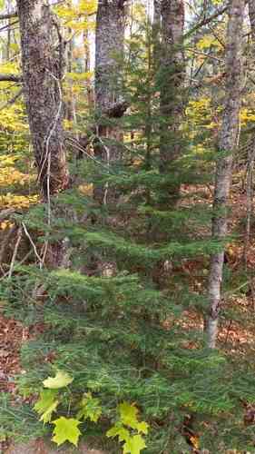 Balsam fir(Abies balsamea)