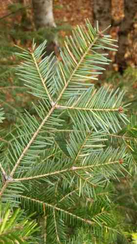 Balsam fir(Abies balsamea)
