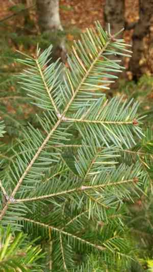 Balsam fir(Abies balsamea)