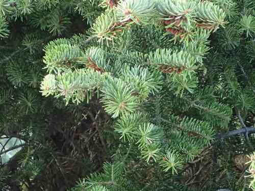 Greek fir(Abies cephalonica)