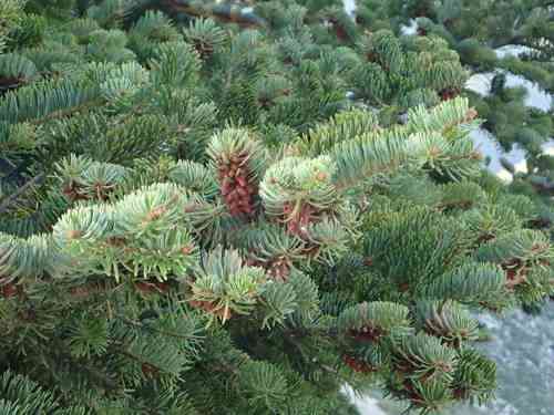 Greek fir(Abies cephalonica)