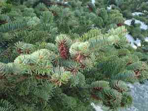 Greek fir(Abies cephalonica)