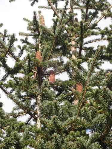 Greek fir(Abies cephalonica)