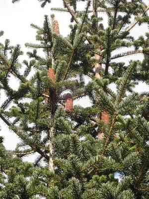 Greek fir(Abies cephalonica)