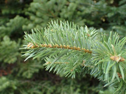 Greek fir