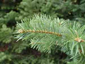 Greek fir(Abies cephalonica)