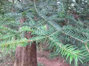 Momi fir(Abies firma)